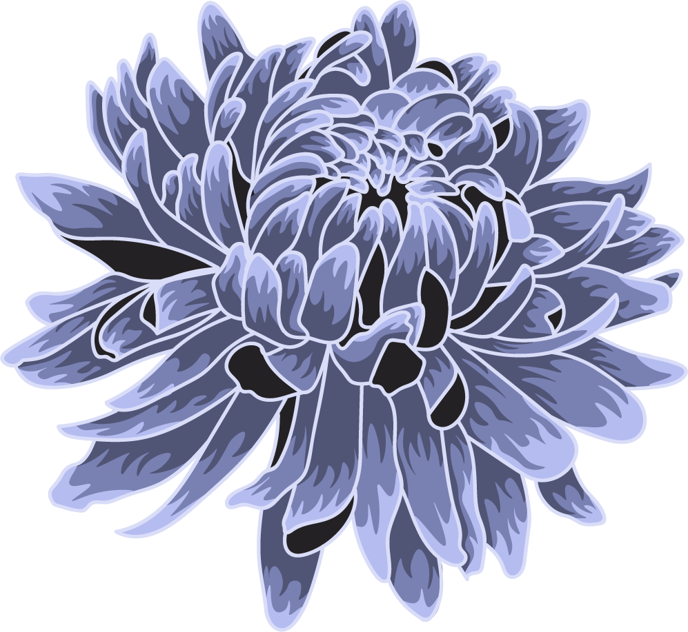 chrysanthemum